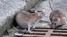هانتاویروس چقدر کشنده است؟