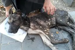 ماجرای سگی که بی‌جان شد