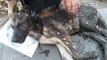 ماجرای سگی که بی‌جان شد