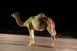 هشدار نسبت به شترهای سرگردان در بشاگرد/ مهلت ۳ روزه برای جمع آوری 