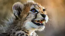 حال پیروز خوب است 