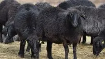 قیمت دام زنده امروز چهارشنبه ۲۹ مهر ۱۴۰۵/ قیمت گوسفند زنده امروز چند؟ + جدول