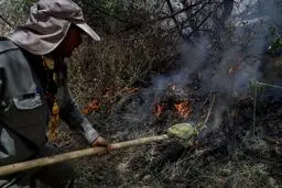 جنگل‌های تنکابن همچنان می‌سوزد/ شرایط نامساعد جوی مانع پرواز بالگرد به محل آتش‌سوزی

