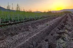 کاشت ۱۰ هزار نهال در محوطه تصفیه‌خانه فاضلاب تویسرکان