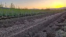 کاشت ۱۰ هزار نهال در محوطه تصفیه‌خانه فاضلاب تویسرکان