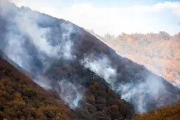 عامل آتش‌سوزی ۸۰ هکتار از  جنگل گلستان اعلام شدند 