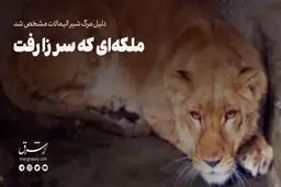 ملکه‌ای که سر زا رفت 