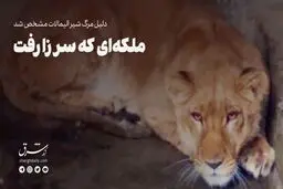 ملکه‌ای که سر زا رفت 