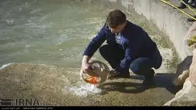 توصیه سازمان محیط زیست درباره ماهی گلی