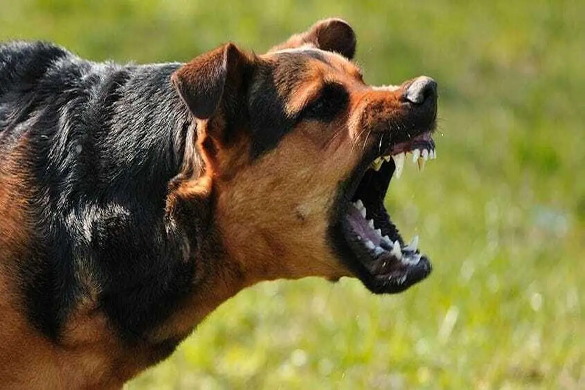 تجویز بیش از ۳۰۰ هزار سرم ضد هاری در کشور در ۱۴۰۲
