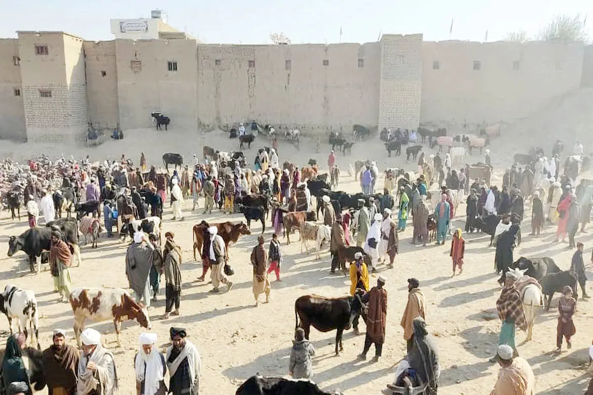 طالب به‌مثابه قربانی

