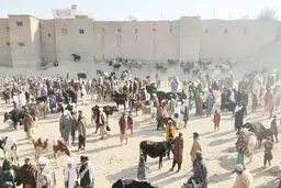 طالب به‌مثابه قربانی
