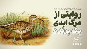 روایتی از مرگ ابدی یک پرنده 