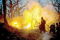 مافیای چوب پشت پرده آتش‌سوزی؟