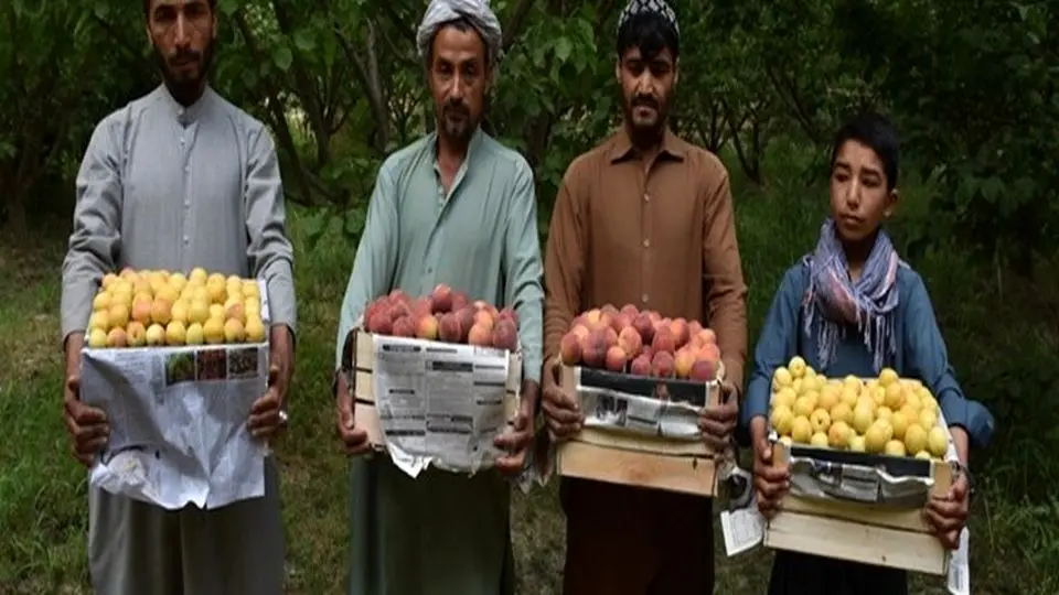  إیران تستعد للاستثمار في القطاع الزراعي بأفغانستان