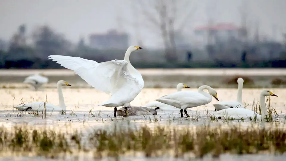 ایران میزبان ۵ درصد از پرندگان مهاجر