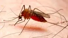 شناسایی 6 هزار و 629 مورد ابتلا به «مالاریا» در کشور/ نحوه انتقال بیماری مالاریا