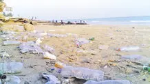 لاک‌پشت‌های قشم پلاستیک می‌خورند