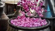 گلابگیری در کاشان ثبت ملی شد   