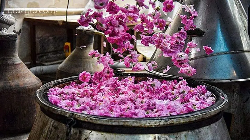 گلابگیری کاشان؛ آیینی هزارساله در مسیر بازتعریف گردشگری فرهنگی