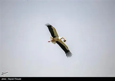 همزیستی لک‌لک‌ها و انسان در روستای دره‌تفی - کردستان
