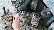 هشدار محیط زیست درباره غذادهی دستی به گربه‌های شهری 