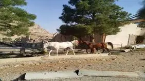 فوری؛ حمله اسرائیل به اصطبل اسب در کرمانشاه 