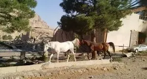 فوری؛ حمله اسرائیل به اصطبل اسب در کرمانشاه 