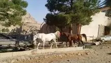بیمارستان‌ها و مراکز درمانی دانشگاه آزاد به حالت آماده باش درآمدند 
