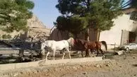 فوری؛ حمله اسرائیل به اصطبل اسب در کرمانشاه 