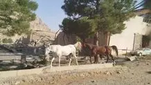 فوری؛ حمله اسرائیل به اصطبل اسب در کرمانشاه 