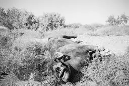 مرگ سریالی تالاب‌های ایران و معضل ریزگردها
