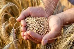 خرید تضمینی گندم از مرز ۳ میلیون تن گذشت