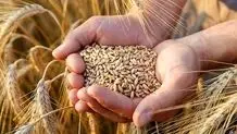 خرید ۲۴۰ هزار تن گندم در همدان 