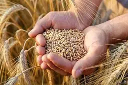 خرید تضمینی گندم از مرز ۳ میلیون تن گذشت