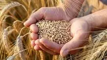 خرید تضمینی گندم از مرز ۳ میلیون تن گذشت