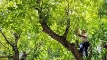مرگ عجیب آخر شهریوری همدانی ها 