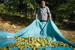  گردوی تویسرکان ثبت جهانی شد