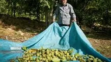  گردوی تویسرکان ثبت جهانی شد