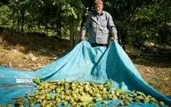  گردوی تویسرکان ثبت جهانی شد
