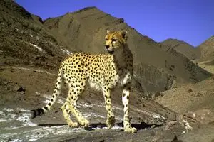 دو یوزپلنگ در طبس دیده شد