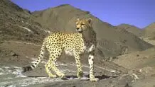 دو یوزپلنگ در طبس دیده شد