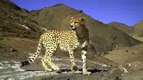 دو یوزپلنگ در طبس دیده شد
