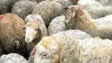 قیمت دام زنده امروز دوشنبه ۴ آبان ۱۴۰۵/ قیمت گوسفند زنده امروز چند؟ + جدول