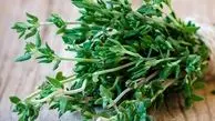 عسل آویشن و آنچه از ویژگی‌ها خوبش باید بدانید