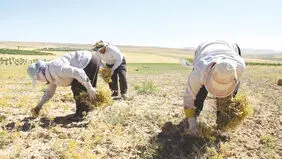 زنان، قربانیان کار فصلی