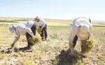 زنان، قربانیان کار فصلی