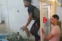 حیوان‌آزاری در باغ‌وحش مشهد/ پرتاب خرگوش زنده داخل قفس حیوانات وحشی برای شکار!
