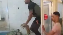 حیوان‌آزاری در باغ‌وحش مشهد/ پرتاب خرگوش زنده داخل قفس حیوانات وحشی برای شکار!
