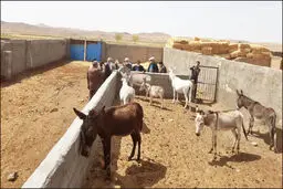 ذبح الاغ در رستوران متروکه قزوین لو رفت/ پدر و پسران در دام پلیس افتادند + عکس